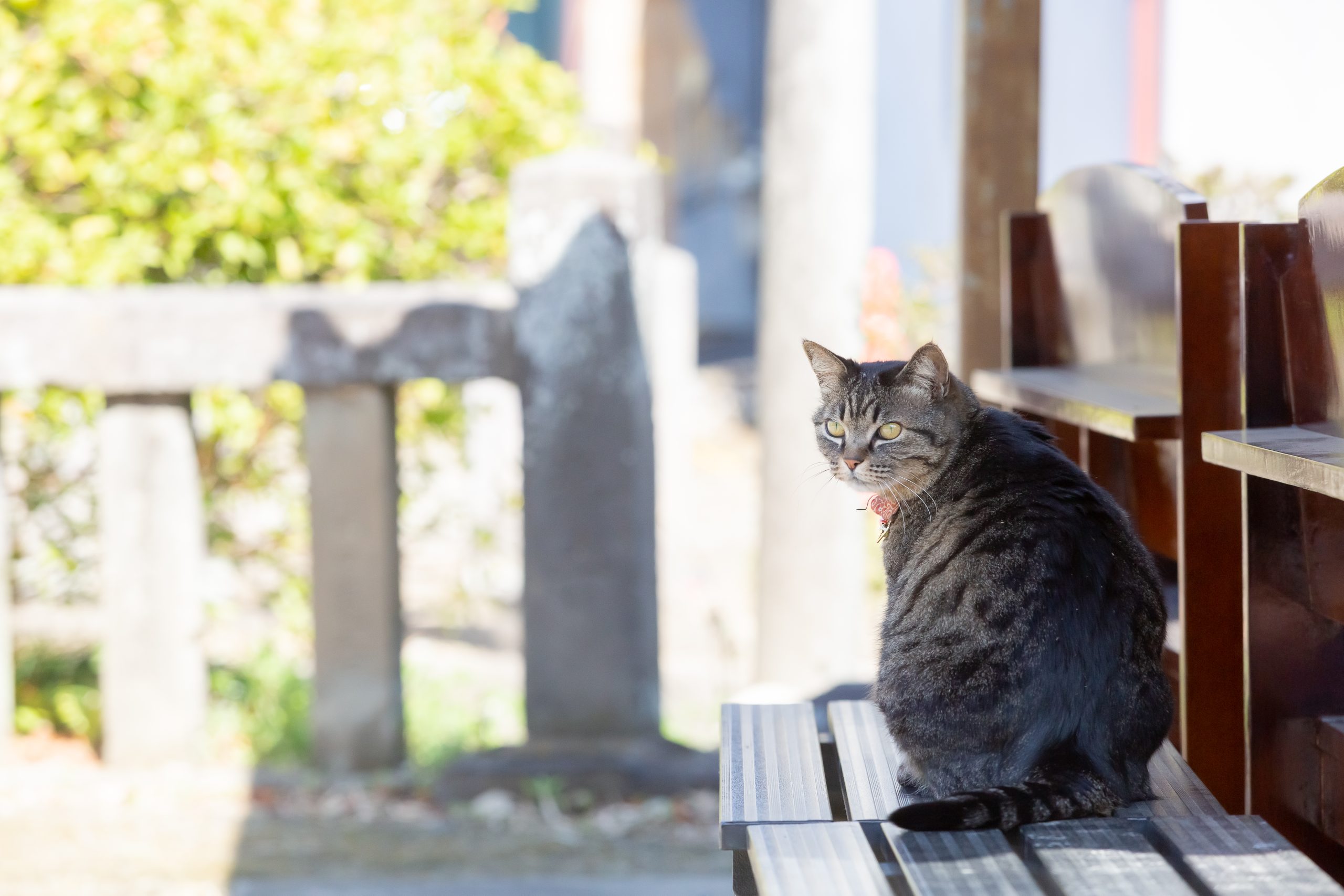 埼玉県・前玉神社の看板ねこ Story.02