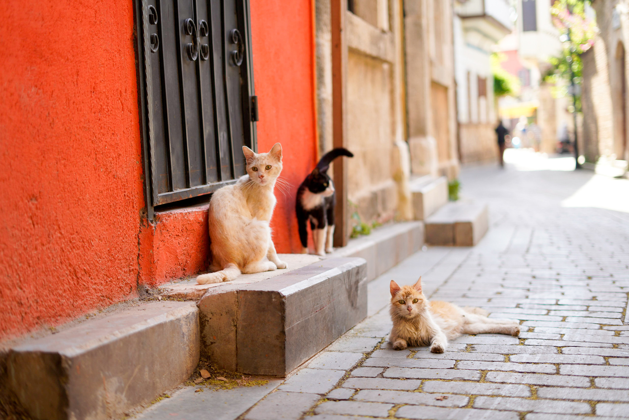 魅惑のトルコを巡るねこ旅 絶景のリゾート地アンタルヤ