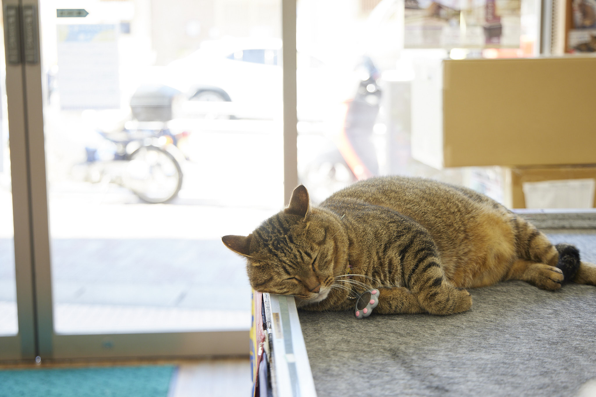 街のおもちゃ屋で過ごす看板猫